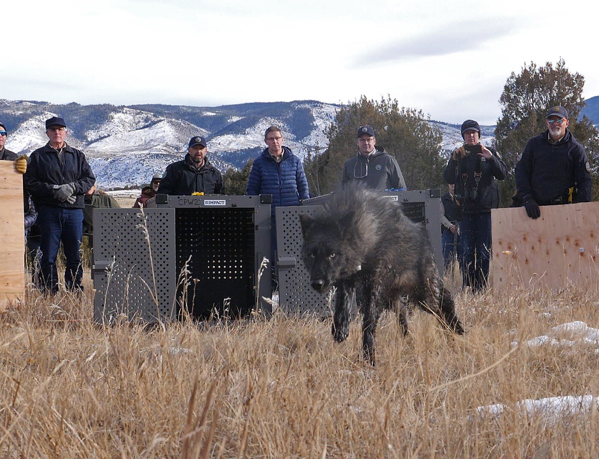 A gray wolf runs from a kennel into the wild with humans looking on behind it.